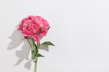 Beautiful pink peony flower on grey background
