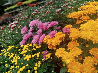 colorful flowers in the garden