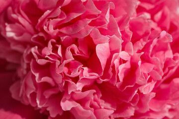 Texture of beautiful peony flower as background, closeup