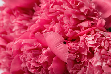 Texture of beautiful pink peony flowers, closeup