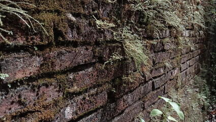 Close-up of weathered brick wall with moss and plant life
