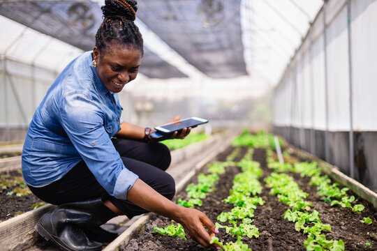 Young scientist in agricultural farm is happily working with her research team using tablet to monitor growth of plants in greenhouse environment