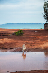 Solitary dog drinking from puddle on red cliff in Chapadão, Brazil