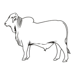 brahman bull outline with separate white background