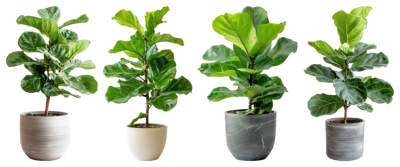 PNG Vibrant potted fiddle leaf figs, element set on transparent background