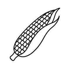 Single ear of corn line drawing illustration