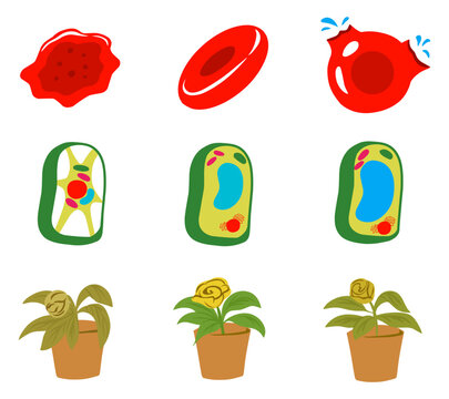 A clear infographic illustration set showing plasmolysis in plant and animal cells, highlighting cell membrane changes, and osmotic effects. Ideal for biology education and science visuals
