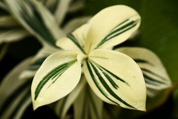 Obraz premium Close-up of Spiral Ginger leaves