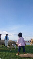 girl and sheep at the river side
