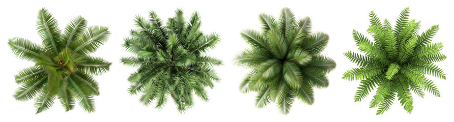 Fototapeta premium PNG Lush green ferns top view, element set on transparent background
