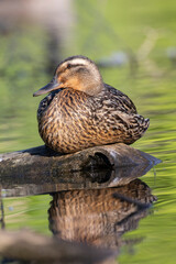 Mallard Duck