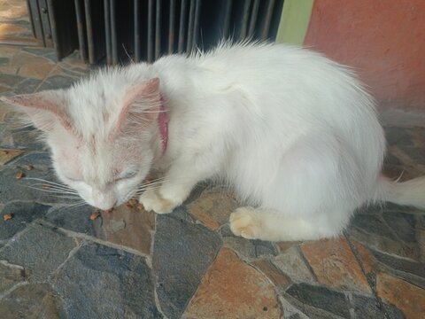 closeup of white, gray and old cat eating dry food.An adult pet with green eyes at a plate of cat food. Ten year old pet