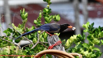 bird on a tree