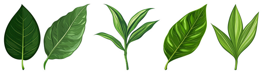 Obraz premium PNG Vibrant green leaves illustration, element set on transparent background
