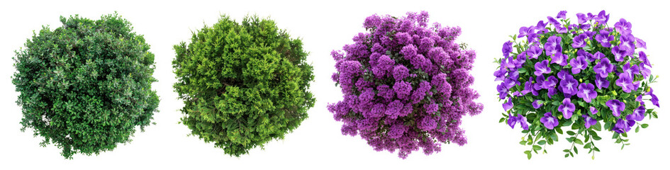 Obraz premium PNG Vibrant floral decorative elements, element set on transparent background