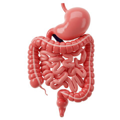 Human digestive system anatomy stomach intestine colon illustration on transparent background