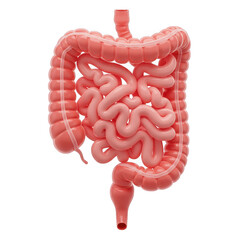 Human digestive system anatomy bowel intestines colon illustration on transparent background