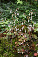 ユキノシタ　Strawberry Geranium	
