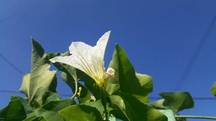 Kemarungan or Timun padang (Coccinia grandis) flowers blooming in the garden on blue sky...