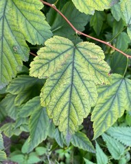 CloseUp View of Foliage Featuring Unique and Colorful Green and Yellow Patterns