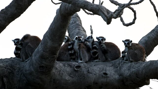 Funny Ring-Tailed Lemurs Playing in Super Slow Motion Near Iconic Baobab Tree in Madagascar During Sunset