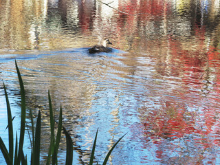 日本：雲場池／紅葉が反射して揺れる水面と水鳥／長野県北佐久郡軽井沢町・11月