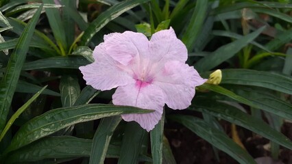Beautiful pink Ruellia simplex flowers blooming in the garden. Also known as Dwarf Mexican Petunia,...