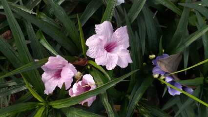 Beautiful pink Ruellia simplex flowers blooming in the garden. Also known as Dwarf Mexican Petunia,...