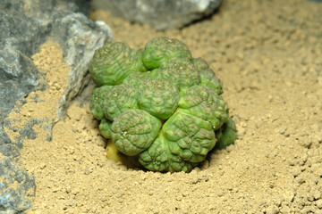 Close up Euphorbia Obesa monstrose cristata on artificial habitat, live at rocky ground on desert...