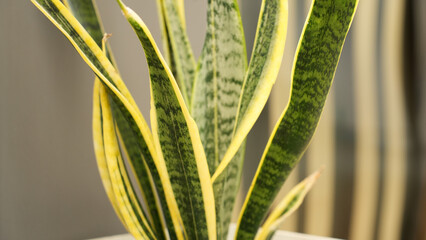 Sansevieria zeylanica, mother in law tounge, snake plant, dracaena trifasciata or Lidah Mertua. 
