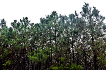 Dense pine forest with dark green needles against a light sky.