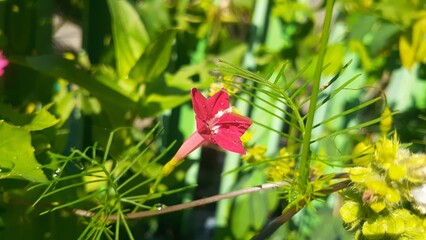 Rincik bumi (Ipomoea quamoclit) flower in the garden. Also known as cypress vine, cypress vine...
