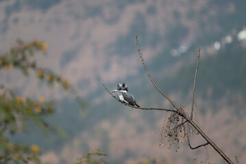 Crested Kingfisher perched on a branch with brown mountain background