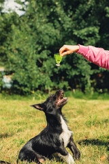 Woman spending quality time with her pet playing Badminton shuttlecock on green grass. Outside...