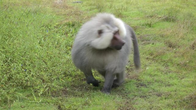A Adult Hamadryas baboon walking 