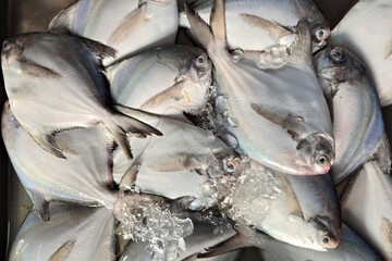 Fresh Silver Pomfret Fish Displayed at an Asian Wet Market