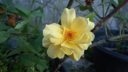 Beautiful yellow roses blooming in the garden. Poets Wife roses.