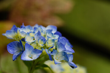 雨と紫陽花01