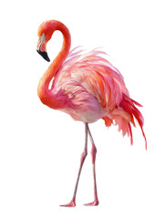 Obraz premium A pink flamingo stands on a white background