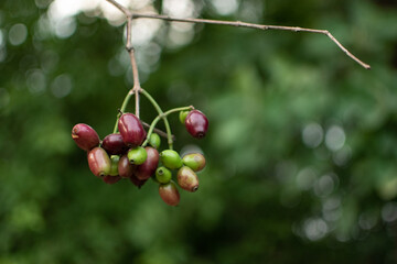 A natural cluster of Indian blackberries (Jamun) in various ripening stage green to deep purple hanging from a slender branch, set against a lush, blurred green background.