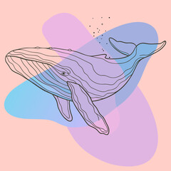 A line art illustration of a whale with pastel color fills, ideal for marine biology blogs, ocean conservation websites, or minimalist design projects.