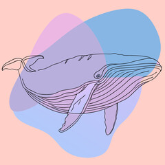 A line art illustration of a whale with pastel color fills, ideal for marine biology blogs, ocean conservation websites, or minimalist design projects.