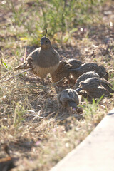 Quail mother and her babies bird on the ground eating in the morning sun