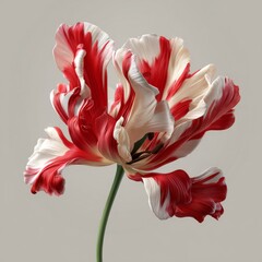 Vibrant Red and White Tulip Blooming in Soft Artistic Style Against Neutral Background