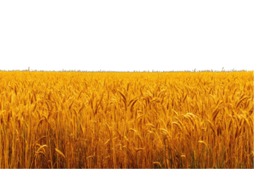 Golden wheat field stretches to horizon