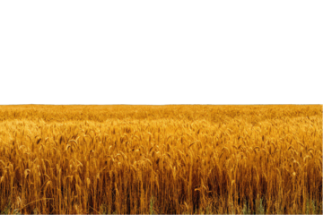 Golden wheat field stretches to horizon (1)