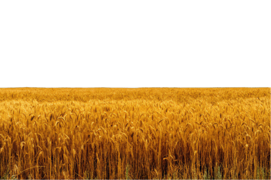 Golden wheat field stretches to horizon (1)