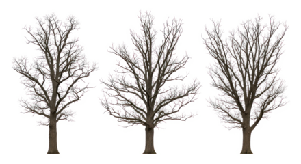 Three leafless trees with intricate branches on a transparent background
