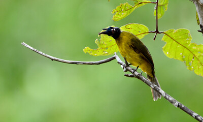 Rubigula flaviventris on tree in forest.