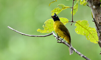 Rubigula flaviventris on tree in forest.